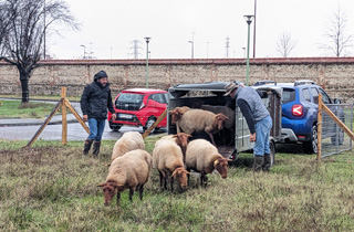 Arrivée mouton tondeur